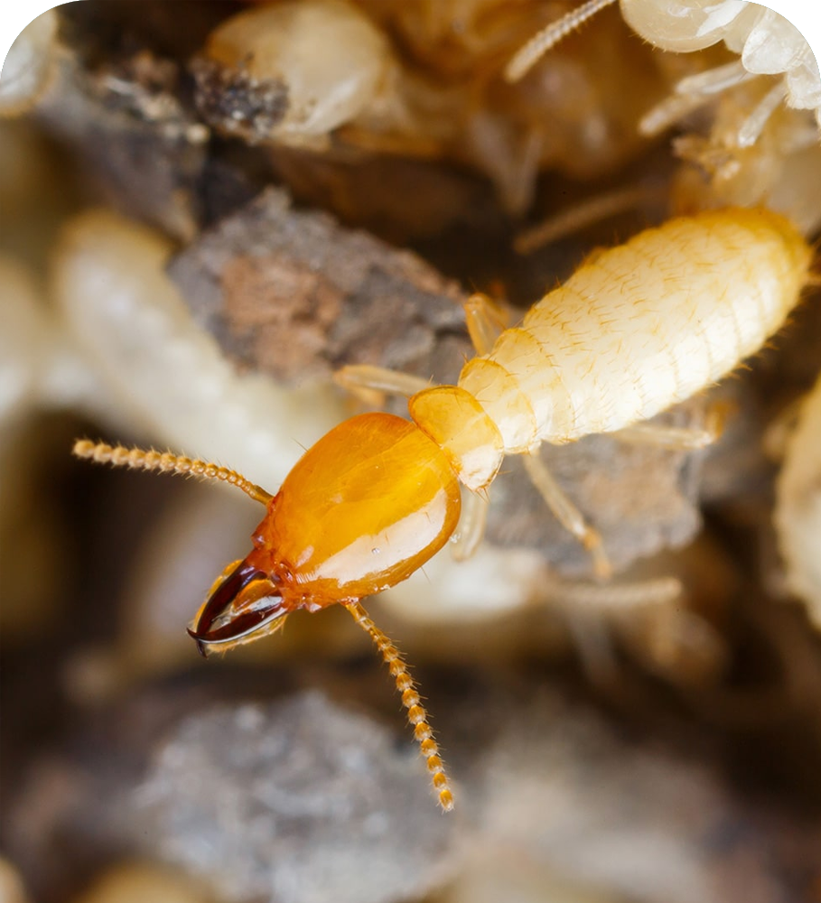 Termite Pest Control Services in Kamothe